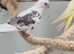 White face male