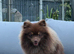 Stunning male Pomeranian