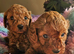 Licenced breeder! 2 tiny toy deep red cavapoo girls