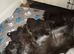 Black smoke Maine Coon X kittens. 2 boys 3 girls