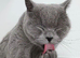 Top quality rainbow litter British shorthair kittens