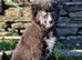 Pomsky f2 x border collie