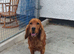 Cocker Spaniel Dog in Northern Ireland