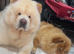 Beautiful 3-Year-Old Chow Chow – Sydney