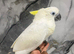 Hand-rearing Baby Super Tame Cuddly Triton Cockatoo Parrot,31