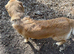Golden Retriever only for STUD