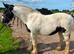 13.1 cob mare