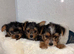 Yorkshire terrier puppies for sale