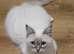 Blue Ragdolls