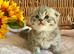 BEAUTIFUL SCOTTISH/BSH (READY 17TH JULY)