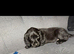1 boy cockerpoo left for sale ready to leave now