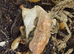 Small Colony of Giant Orange Isopods (Porcellio Laevis) + you will get a small amount of White + Orange Springtails with your Isopods too