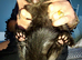 Last tuxedo (black with a bib) bengal cross