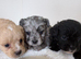 FLUFFY FRENCHIES MIX ready to leave 3 left !