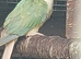 A mix of 12 conures