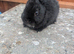 Solid blue  netherland dwarfs Baby boys