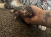 5 boy kittens