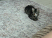 1 male kitten left
