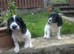Cocker spaniel pups