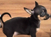 Full Chihuahuas