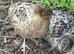 Free 6 week old male coturnix x9
