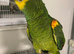 Handtame and Talking blue fronted Amazon