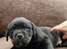 Cane corso x rottwieller pup
