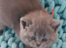 Pedigree British Shorthair kittens.