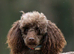 Brown toy poodle