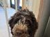 Cockapoo