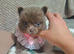 Amazing lilac girls russian line pomeranians