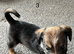 Jack Russel puppies