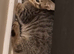 Bengamese kittens