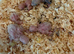 Lovebird CHICK for reserving