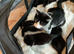 Scottish fold last male quick sale hense price