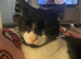 GOT A KITTEN CANT TAKE AD DOWN lol