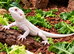 BEARDED DRAGONS