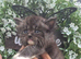 Ragdol x persian kittens