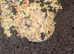 Large female strawberry albino