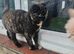 Female tortoiseshell british shorthair