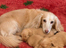 Cream long hair miniature Dachshund