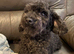 Beautiful Poodle Puppies
