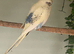 Young budgies