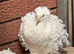 Frillback pigeons