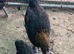 French Black Copper Marans pure breed Cockerel