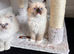 Beautiful Ragdoll Kittens Ready Now.