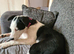 Border collie x