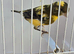 BEAUTIFUL COLOUR MALE CANARY