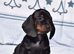 Miniature dachshund puppies