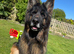Health tested, Proven, KC reg GSD